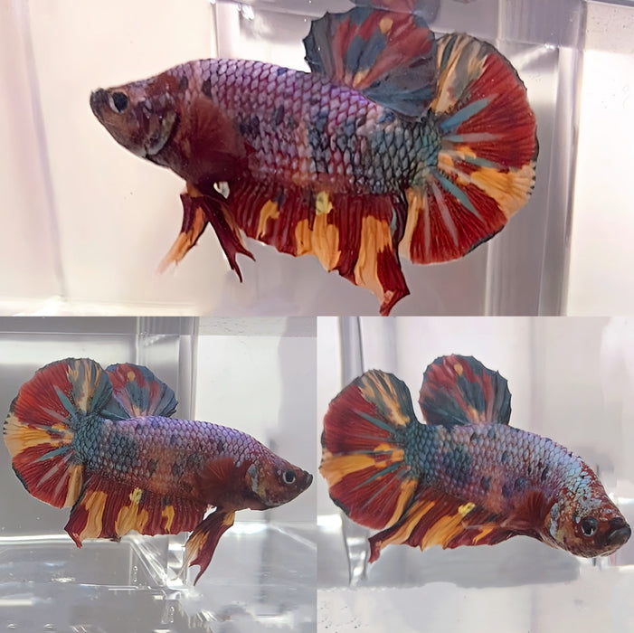 LIVE BETTA FISH MALE GIANT NEMO GALAXY CANDY KOI S215 (LLL-1400) WHAT YOU SEE IS WHAT YOU GET