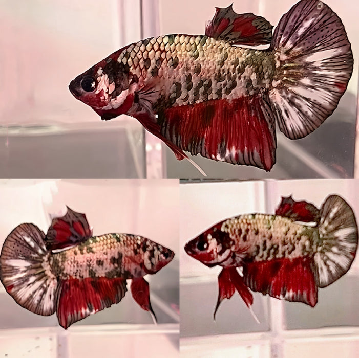 LIVE MALE BETTA SUPER COPPER MIXED PLAKAT S217 (LLL-1496) WHAT YOU SEE WHAT YOU GET