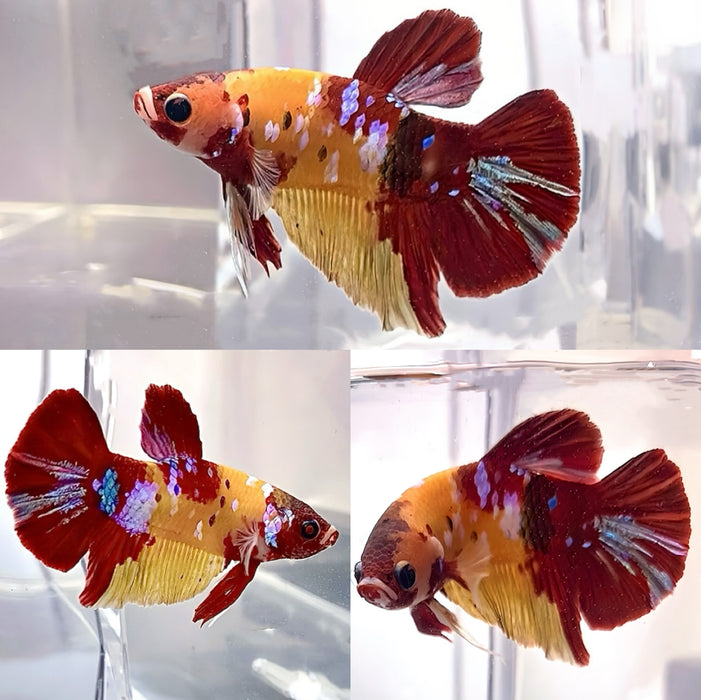 Live Betta Fish Nemo Koi Halfmoon Plakat Male S209 (LLL-1018) What you see is what you get!