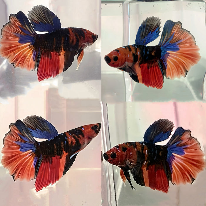 Live Betta Fish Plakat Nemo Koi Halfmoon Plakat Male S283 (LLL-1025) What you see is what you get!