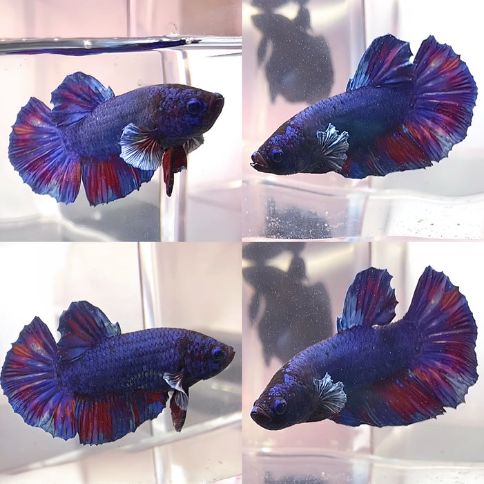 Live Betta Fish Blue Rainbow Tail Plakat Male (LLL-1012)What you see is what you get!