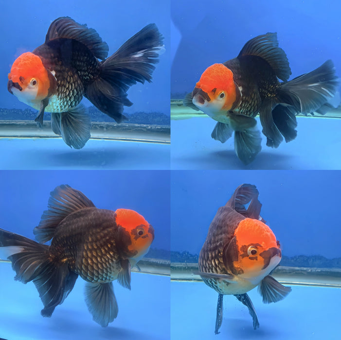 Live Fancy Goldfish Thai Apache OrchidTail Male 4.00Inch Oranda (LLL-2000) R1C04