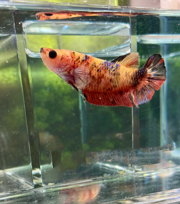 LIVE FANCY GIANT NEMO BETTA FEMALE S288 (LLL-3010) WHAT YOU SEE WHAT YOU GET!