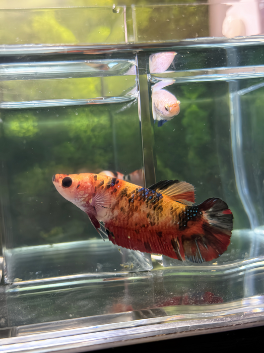 LIVE FANCY GIANT NEMO BETTA FEMALE S288 (LLL-3010) WHAT YOU SEE WHAT YOU GET!