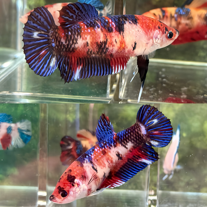 LIVE BETTA FANCY BLUE KOI GIANT FEMALE S049 (LLL-3008) WHAT YOU SEE WHAT YOU GET!