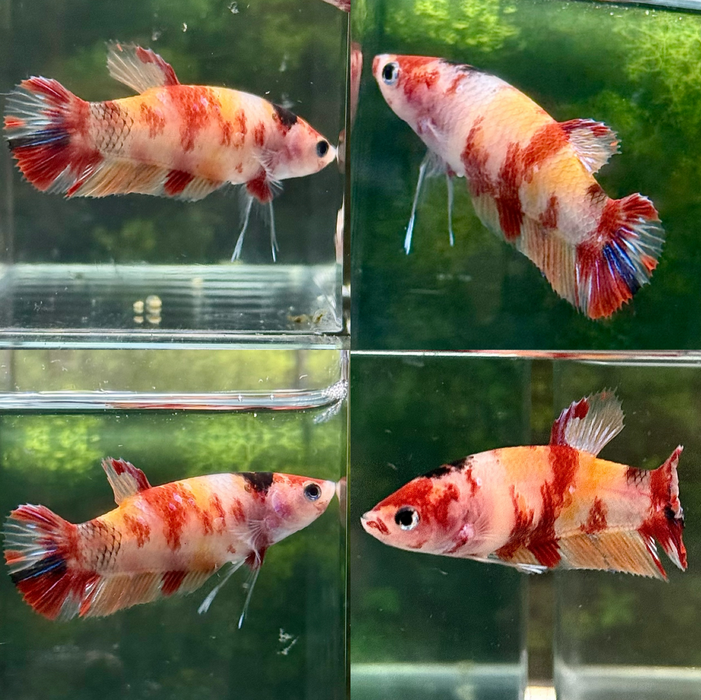 LIVE FISH FEMALE BETTA NEMO KOI ORANGE BASE PLAKAT S280 (LLL-30012) WHAT YOU SEE WHAT YOU GET