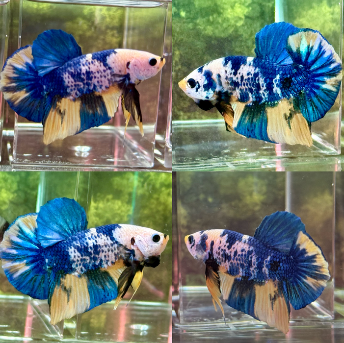 LIVE FISH MALE BETTA YELLOW GALAXY KOI PLAKAT S289 (LLL-3012) HIGH QUALITY WHAT YOU SEE WHAT YOU GET!!