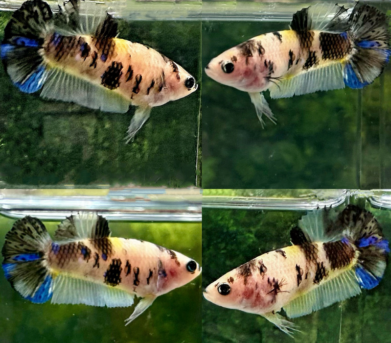 LIVE BETTA FANCY YELLOW KOI FEMALE  (LLL-3015) WHAT YOU SEE WHAT YOU GET!