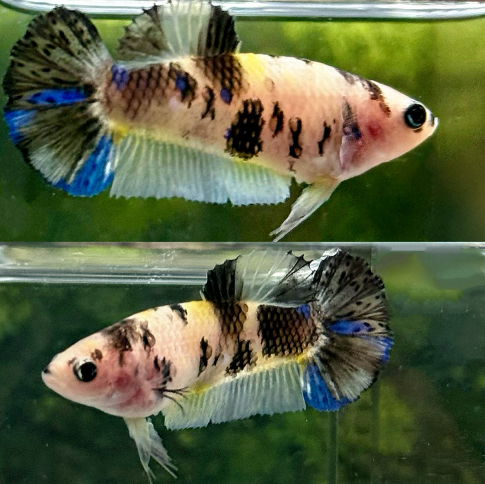 LIVE BETTA FANCY YELLOW KOI FEMALE  (LLL-3015) WHAT YOU SEE WHAT YOU GET!