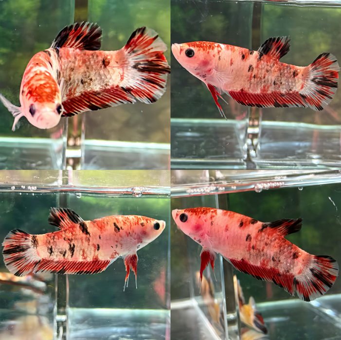 LIVE BETTA GIANT FEMALE ORANGE FANCY NEMO PLAKAT S287 (LLL-3016) HIGH QUALITY WHAT YOU SEE WHAT YOU GET!!