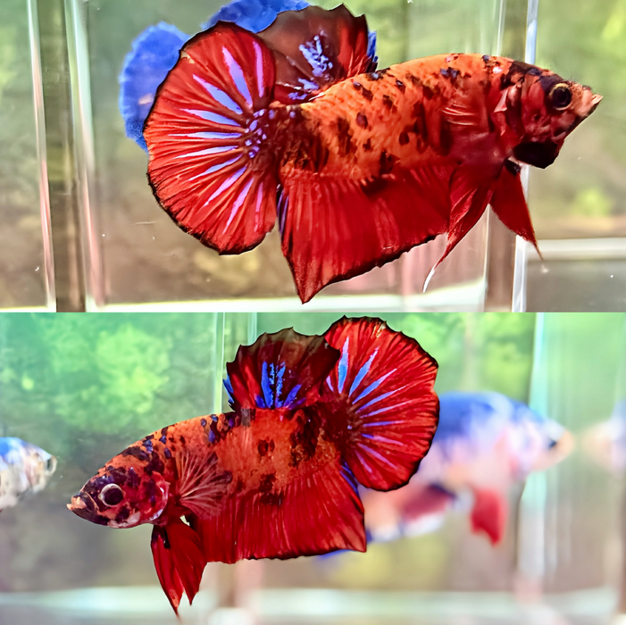 LIVE BETTA MALE FANCY NEMO PLAKAT S284 (LLL-3017) HIGH QUALITY WHAT YOU SEE WHAT YOU GET!!