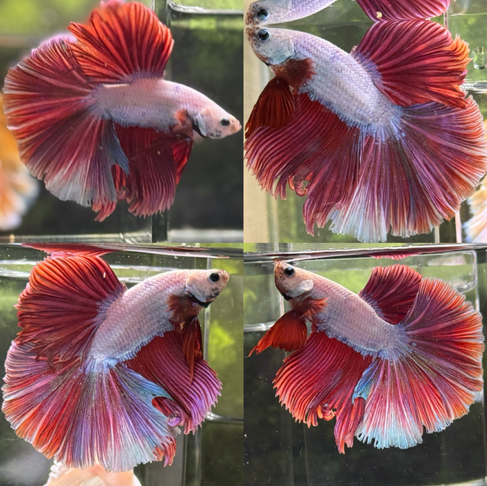 LIVE BETTA MALE HIGH GRADE FANCY MULTI DRAGON HALFMOON  S209 (LLL-3090) WHAT YOU SEE IS WHAT YOU GET!