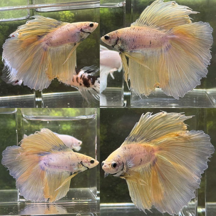 LIVE FISH HIGH GRADE FANCY YELLOW PASTEL COLOR DOUBLE TAIL HALFMOON MALE BETTAS LIGHT TONE S281(LLL-4005