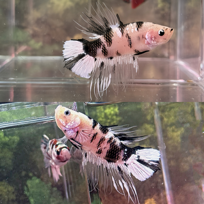 LIVE BETTA FANCY YELLOW KOI DALMATIAN MALE PLAKAT S215 (LLL-4030) WHAT YOU SEE WHAT YOU GET!