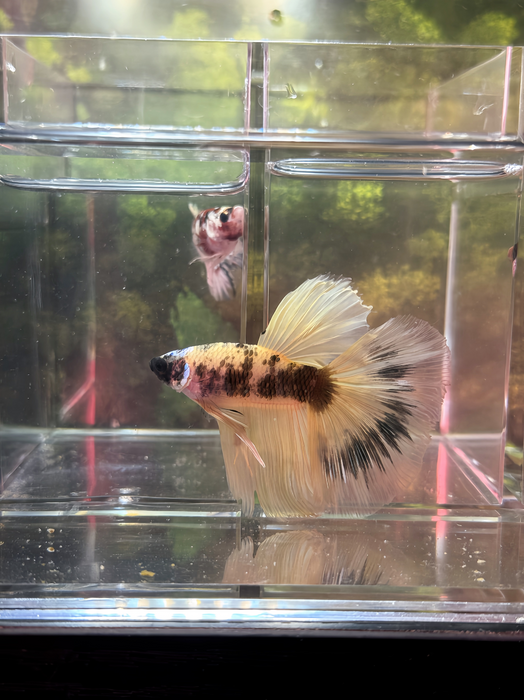 LIVE FISH FANCY YELLOW KOI  HALFMOON MALE BETTA S144 (LLL-4040) WHAT YOU SEE IS WHAT YOU GET!