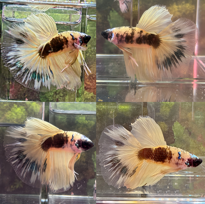 LIVE FISH FANCY YELLOW KOI  HALFMOON MALE BETTA S144 (LLL-4040) WHAT YOU SEE IS WHAT YOU GET!