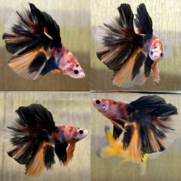 LIVE FANCY MALE BETTA OVER HALFMOON BLACK KOI S137 (LLL-4070) WHAT YOU SEE IS WHAT YOU GET