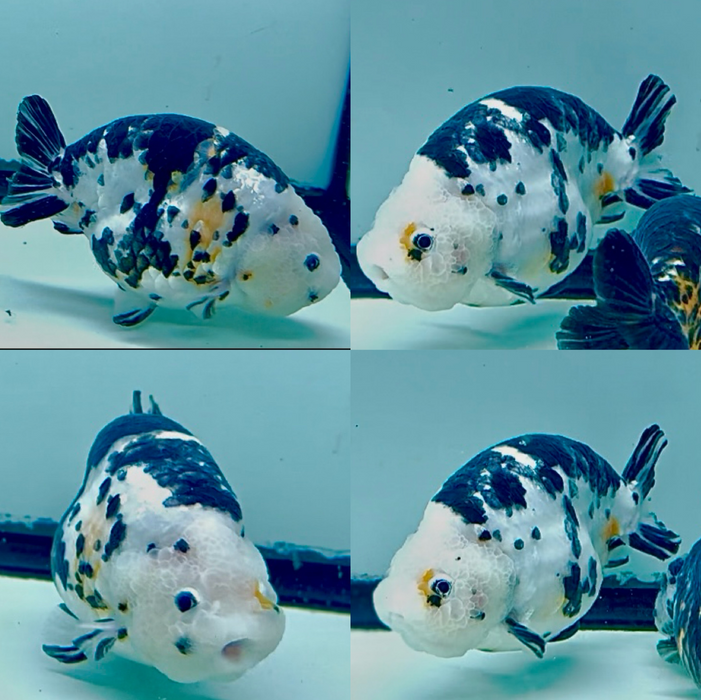 CHINESE COW PATTERN CALICO RANCHU 4.00 INCH BODY (RCOW-LLL500)