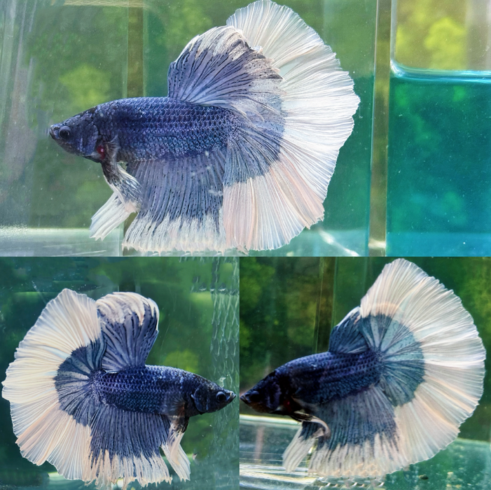 LIVE FISH MALE BETTA BLUE BUTTERFLY HALFMOON S055 (LLL-5010) HIGH QUALITY WHAT YOU SEE WHAT YOU GET!!