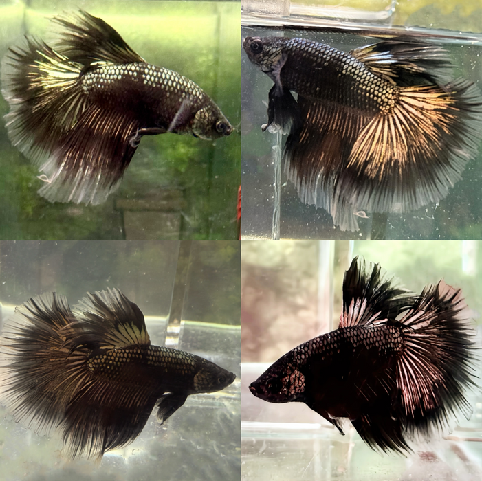 LIVE FISH COPPER DARK HALFMOON MALE BETTA S058 (LLL-5020) WHAT YOU SEE IS WHAT YOU GET.