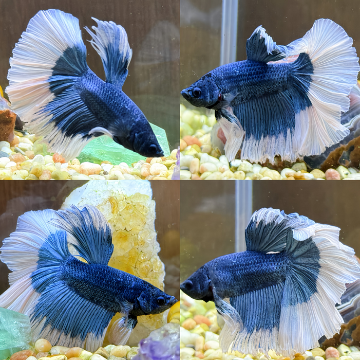 LIVE FISH MALE BETTA BLUE BUTTERFLY HALFMOON S055 (LLL-5010) HIGH QUALITY WHAT YOU SEE WHAT YOU GET!!