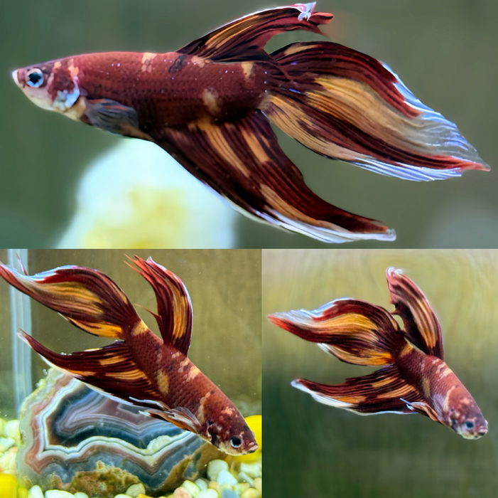 LIVE FISH HIGH GRADE NEMO VIELTAIL MALE BETTA S357 (LLL-5020) WHAT YOU SEE IS WHAT YOU GET.