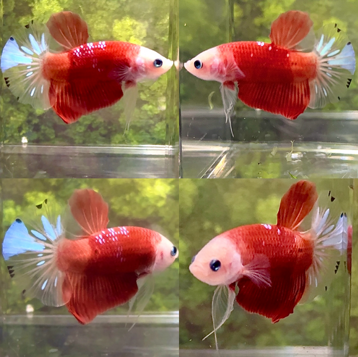 Live Betta Fish Male Red Koi  Cellophane Tail Plakat S057  (LLL-5030 )What you see is what you get!