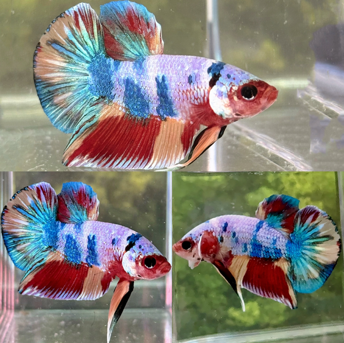 LIVE BETTA FISH FANCY  COTTON CANDY MALE PLAKAT S138 (LLL-5050) WHAT YOU SEE IS WHAT YOU GET!