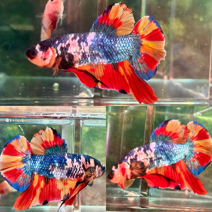 Live BETTA GIANT KIO Nemo  MALE BETTA (LLL-5090) what you see is what you get