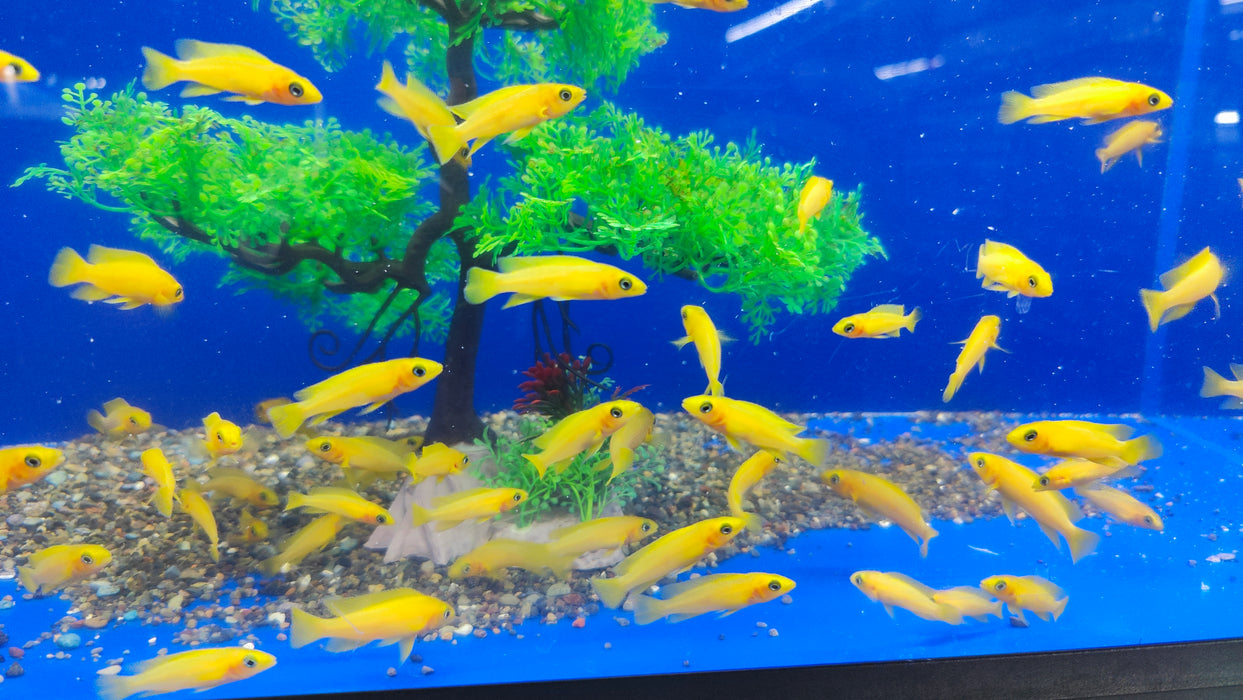 Live Leleupi African Cichlid 1.5" - 2" (Neolamprologus leleupi)