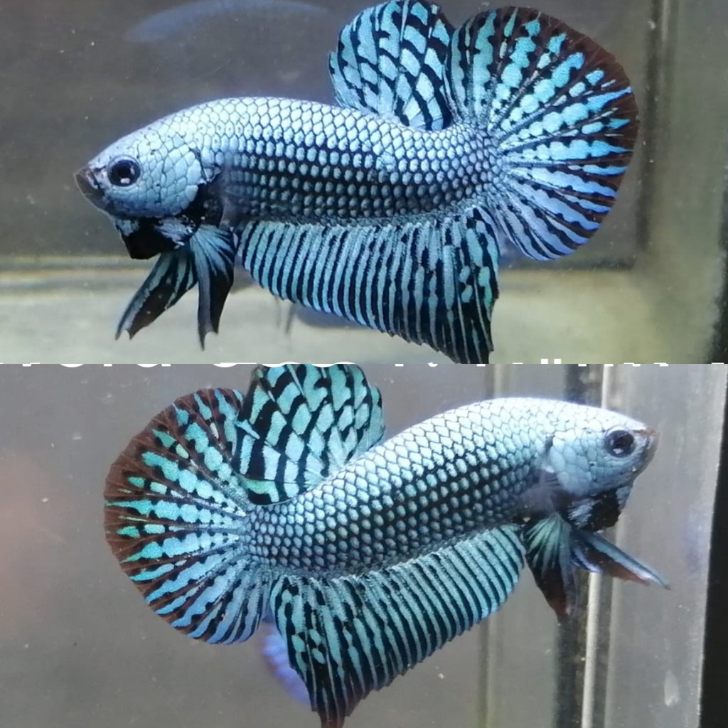 Alien betta for store sale