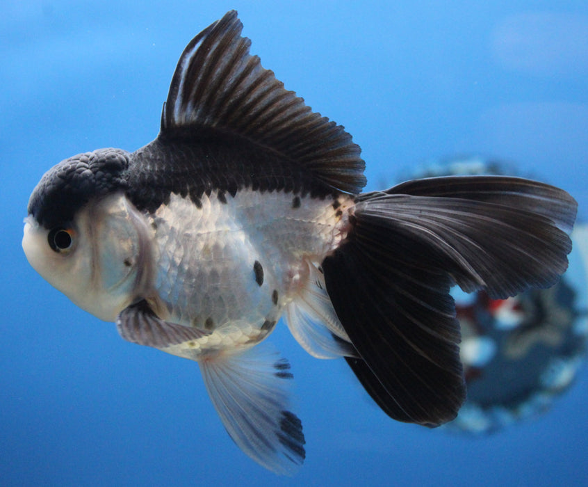 Thai Oranda Panda 2.50" Body Male 4 Months (JC-001)R4C11