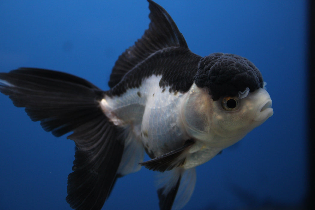 Thai Oranda Panda 2.50" Body Male 4 Months (JC-001)R4C11