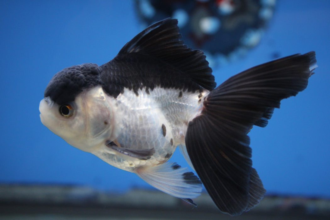 Thai Oranda Panda 2.50" Body Male 4 Months (JC-001)R4C11