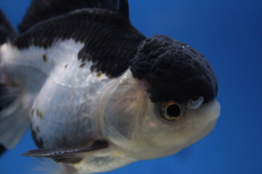 Thai Oranda Panda 2.50" Body Male 4 Months (JC-001)R4C11