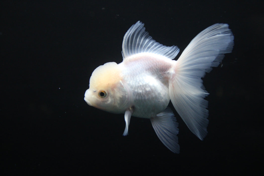 Thai Oranda White 2.5”Body Female 4 Months (JC-007)R4C09