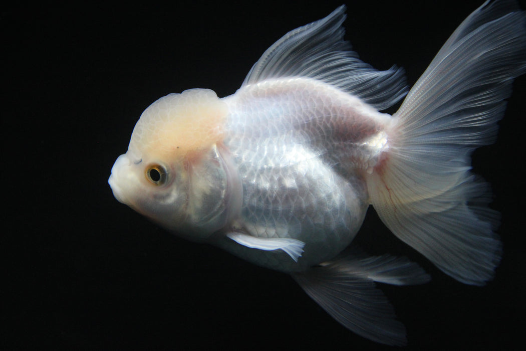 Thai Oranda White 2.5”Body Female 4 Months (JC-007)R4C09