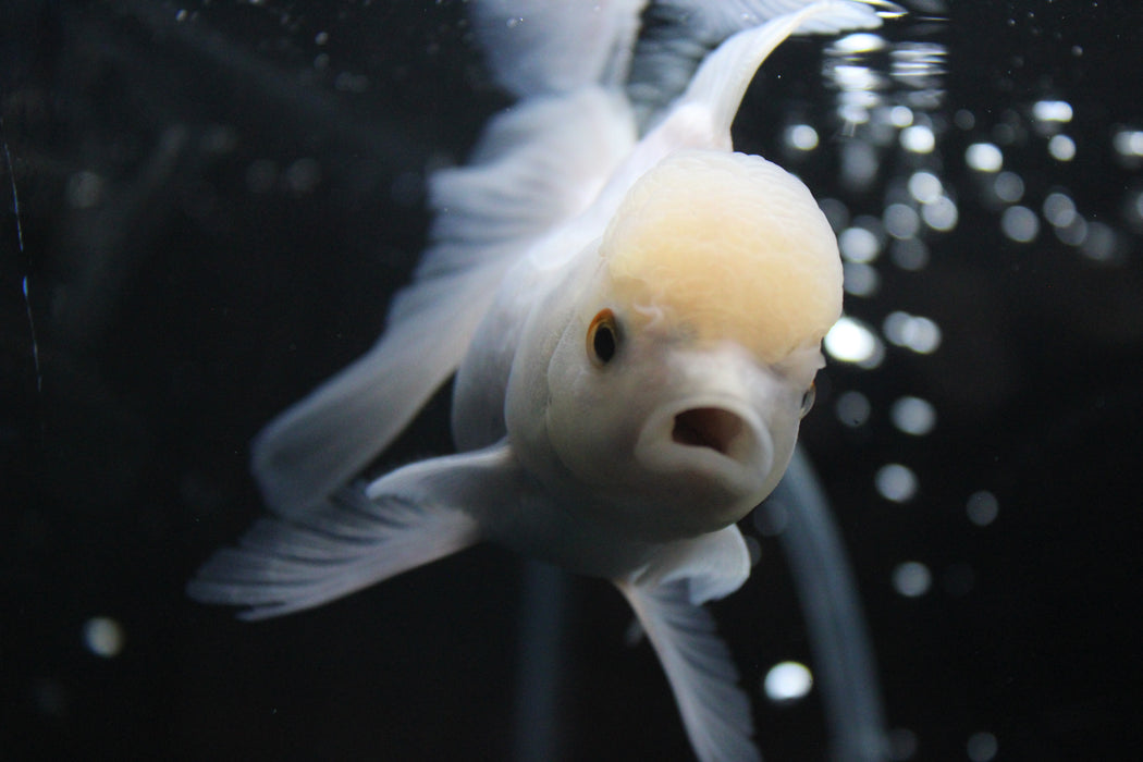 Thai Oranda White 2.5”Body Female 4 Months (JC-007)R4C09