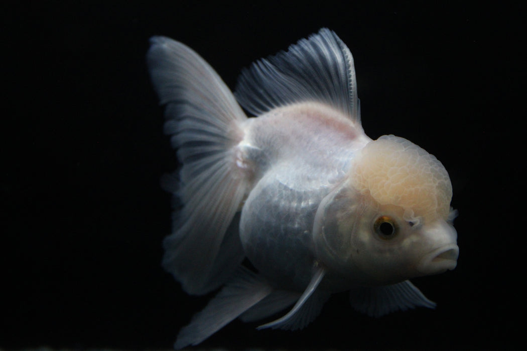 Thai Oranda White 2.5”Body Female 4 Months (JC-007)R4C09