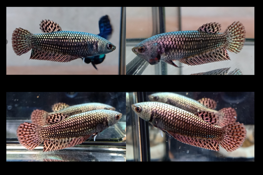 Live Freshwater Betta Alien Female Mix Hybrid  Blue, Green, Gray, Turquoise, copper Buy 4 Get 1 Free $60,  Buy 1 for $15 (CBG-010) R4A02