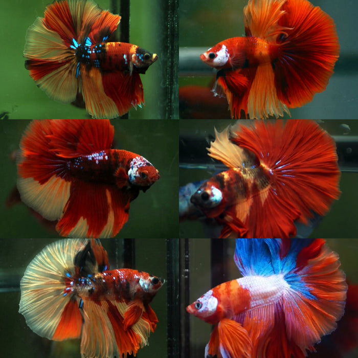 Juvenile High Quality Koi and Nemo Galaxy Over Halfmoon Rosetail Male Bettas (CBM-009-Nemo)Our Choice