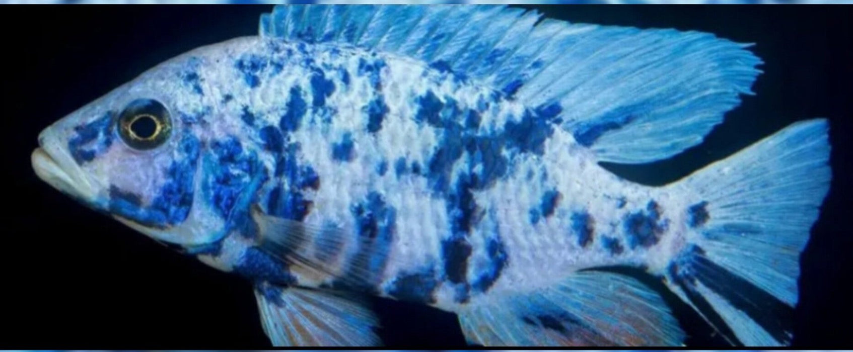 Live Freshwater Aquarium Blueberry OB Peacock African Cichlid (Aulonocara sp.) (CHD-110) U029