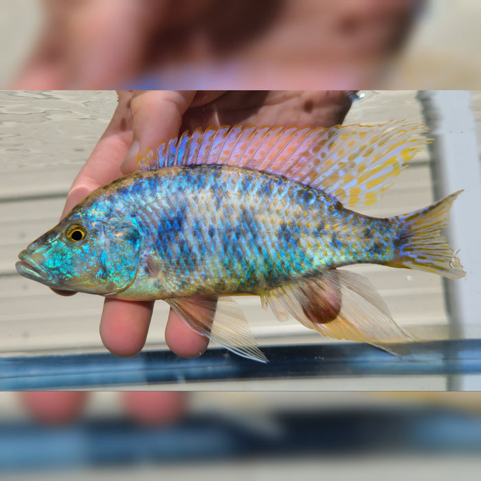 Live Fish African Cichlid OB Compressiceps color mix (Dimidiodichromis Compressiceps OB)(CHD-019)