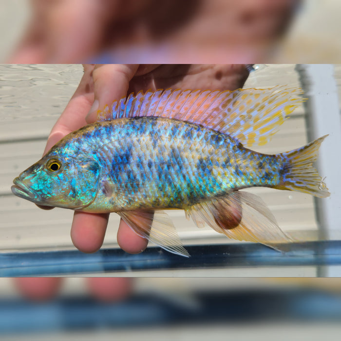 Live Fish African Cichlid OB Compressiceps color mix (Dimidiodichromis Compressiceps OB)(CHD-119)