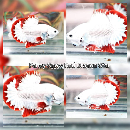 (CBM-181) Premium Red Snow Fancy Star Tail Plakat Male bettas