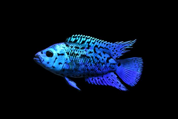 Live Freshwater Aquarium Electric Blue Jack Dempsey American Cichlid (Cichlasoma Octoasciatum) (CHD-148)U029