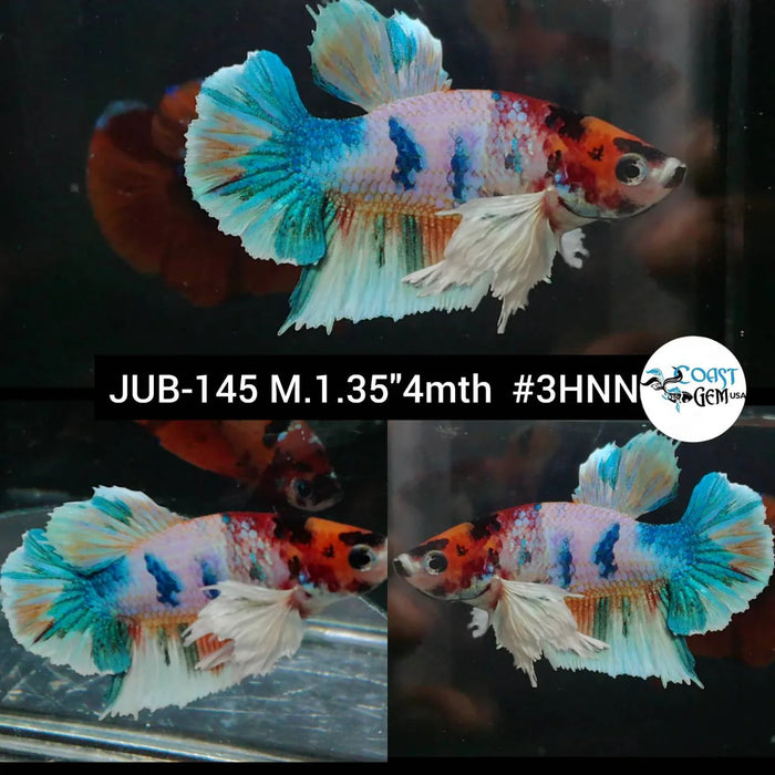 Live Freshwater Fancy Mixed Color Dumbo Plakat Male Betta Candy (CBM-1076) Our Choice BUY 4 GET 1 FREE! MIX & MATCH