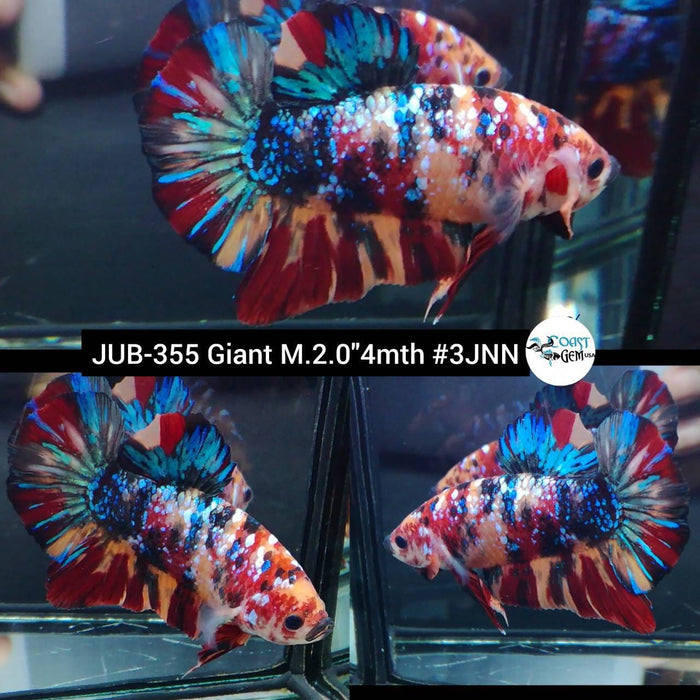 Live Betta Fish Male Giant Nemo Galaxy Candy Koi S135 (JUB-355)