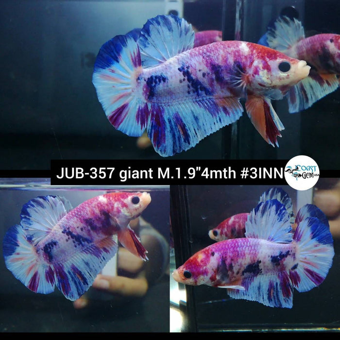 X Live Betta Fish Male Giant Candy Koi (JUB-357)