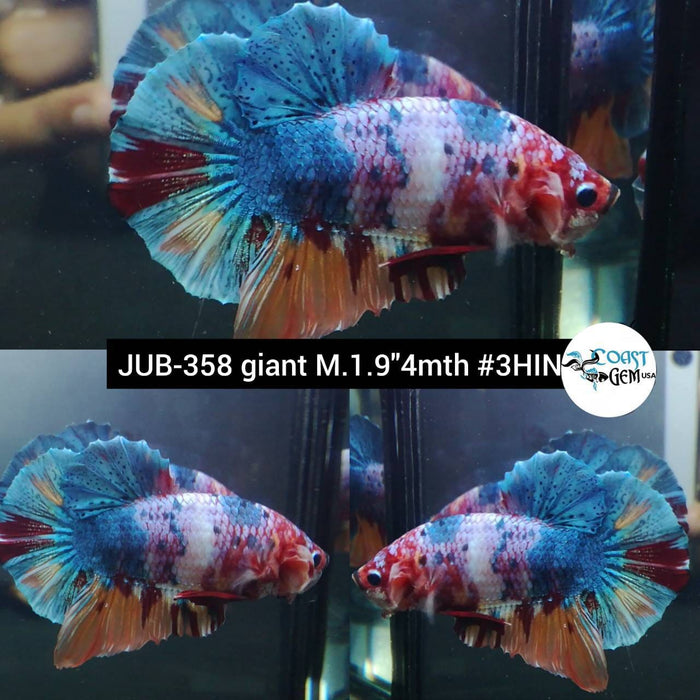 H Live Betta Fish Male Giant Nemo Galaxy Candy Koi (JUB-358)